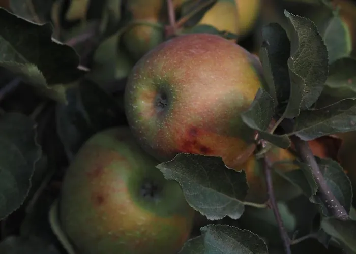 Casa Do Muro Alto Villa Alvelos